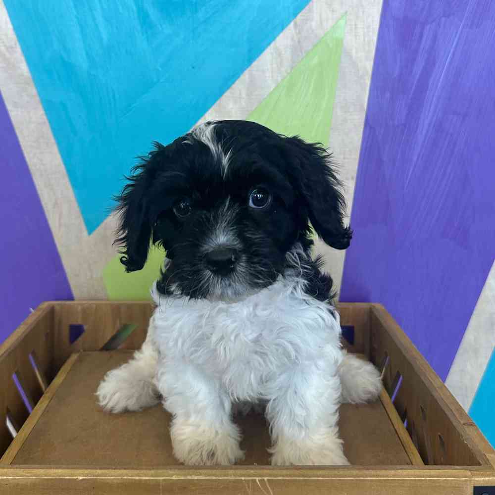 carousel pet images