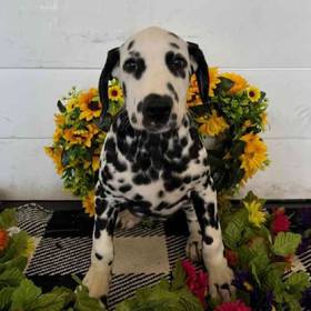 Dalmatian