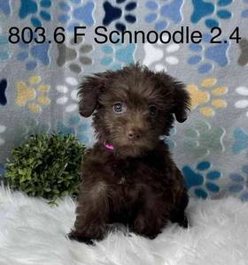 Schnoodle