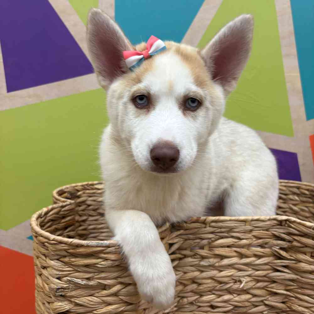 Image of a pet breed in the gallery