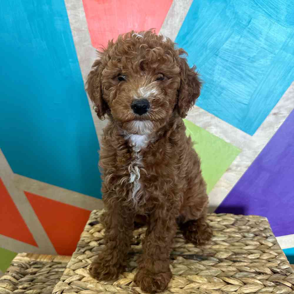 carousel pet images