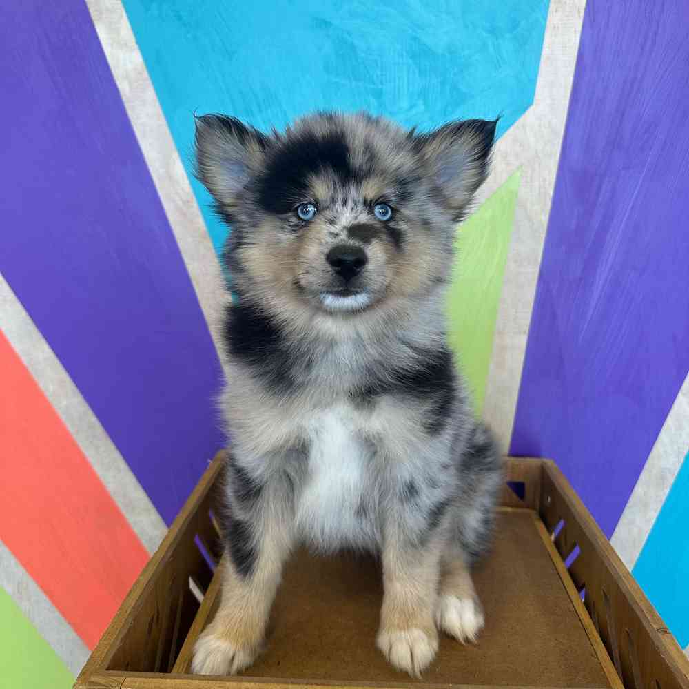 carousel pet images