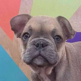 French Bulldog