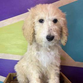 Standard Poodle