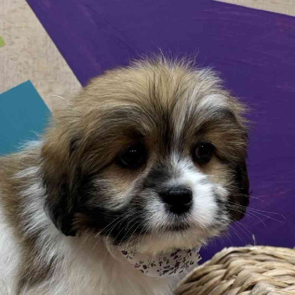Male Lhasa Apso Puppy for Sale in Wichita, KS