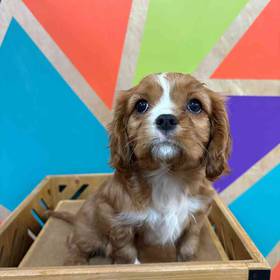 Cavalier King Charles Spaniel