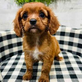 Cavalier King Charles Spaniel