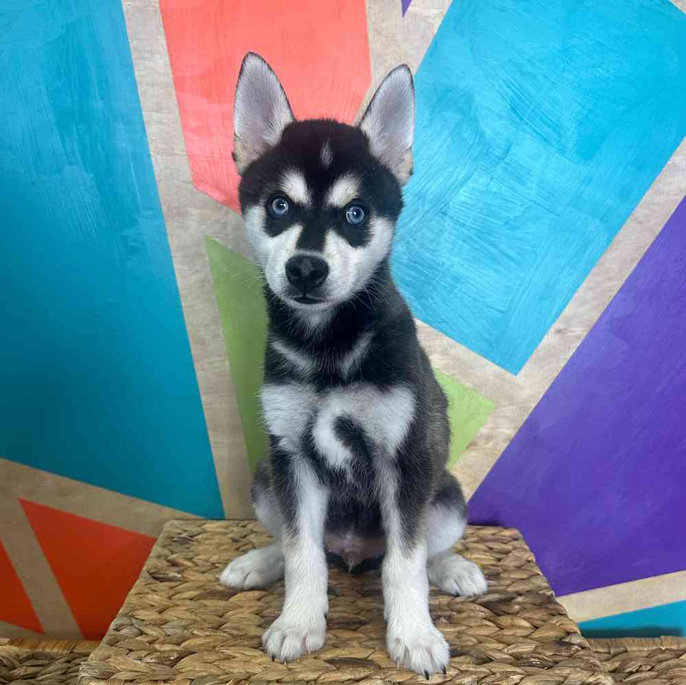 carousel pet images