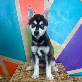 Alaskan Klee Kai