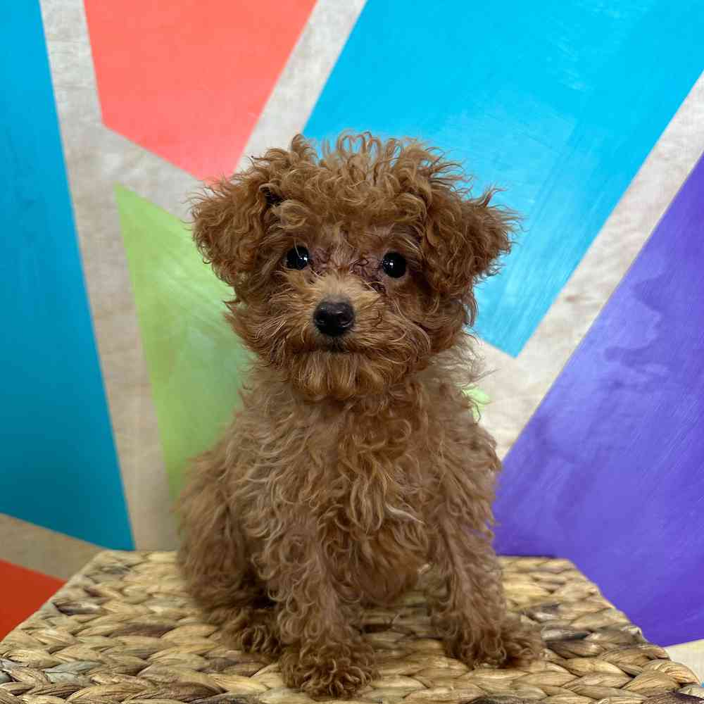 carousel pet images