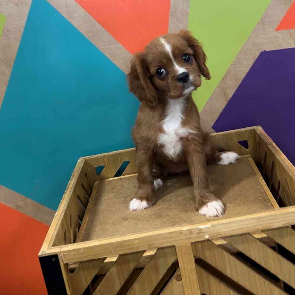 carousel pet images