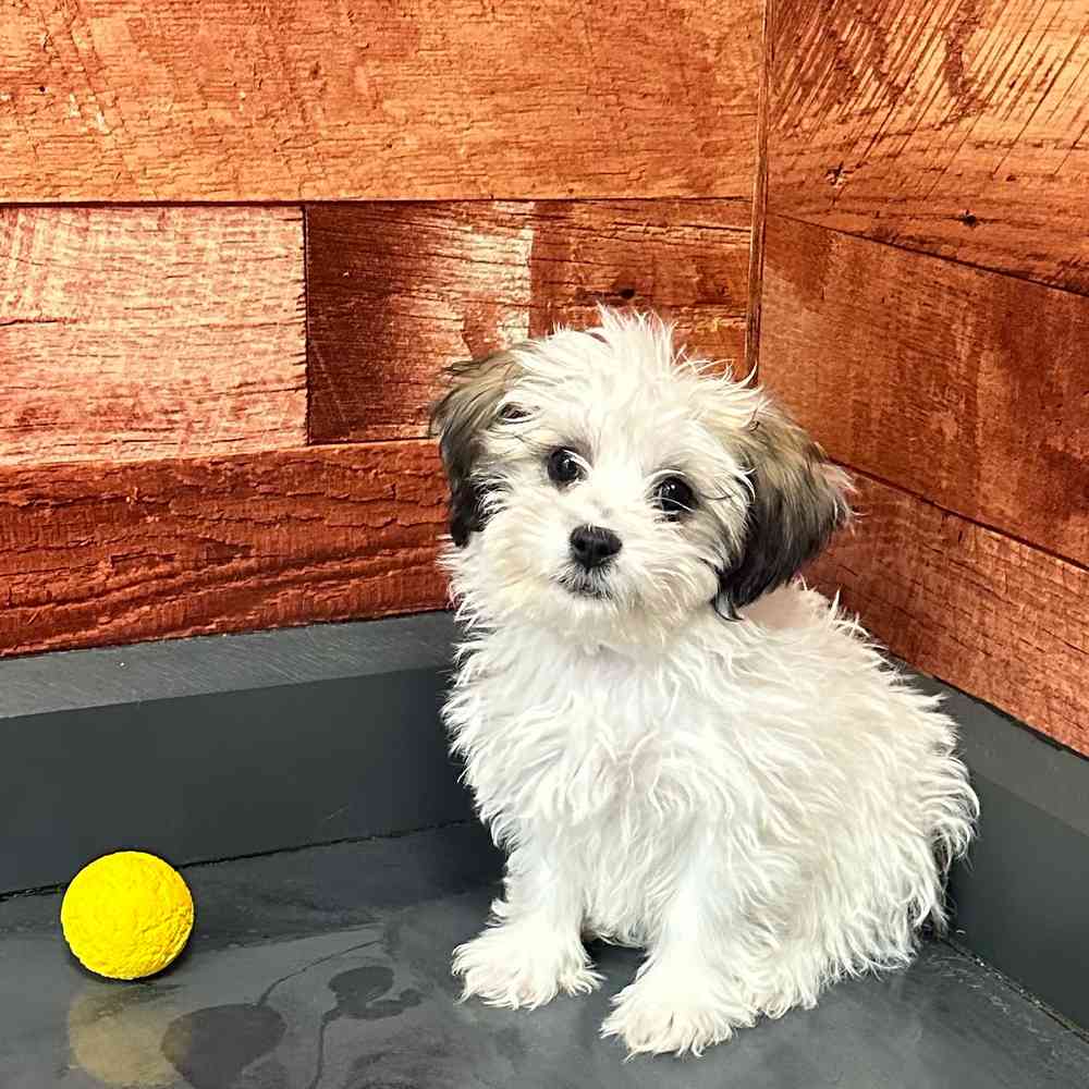 carousel pet images