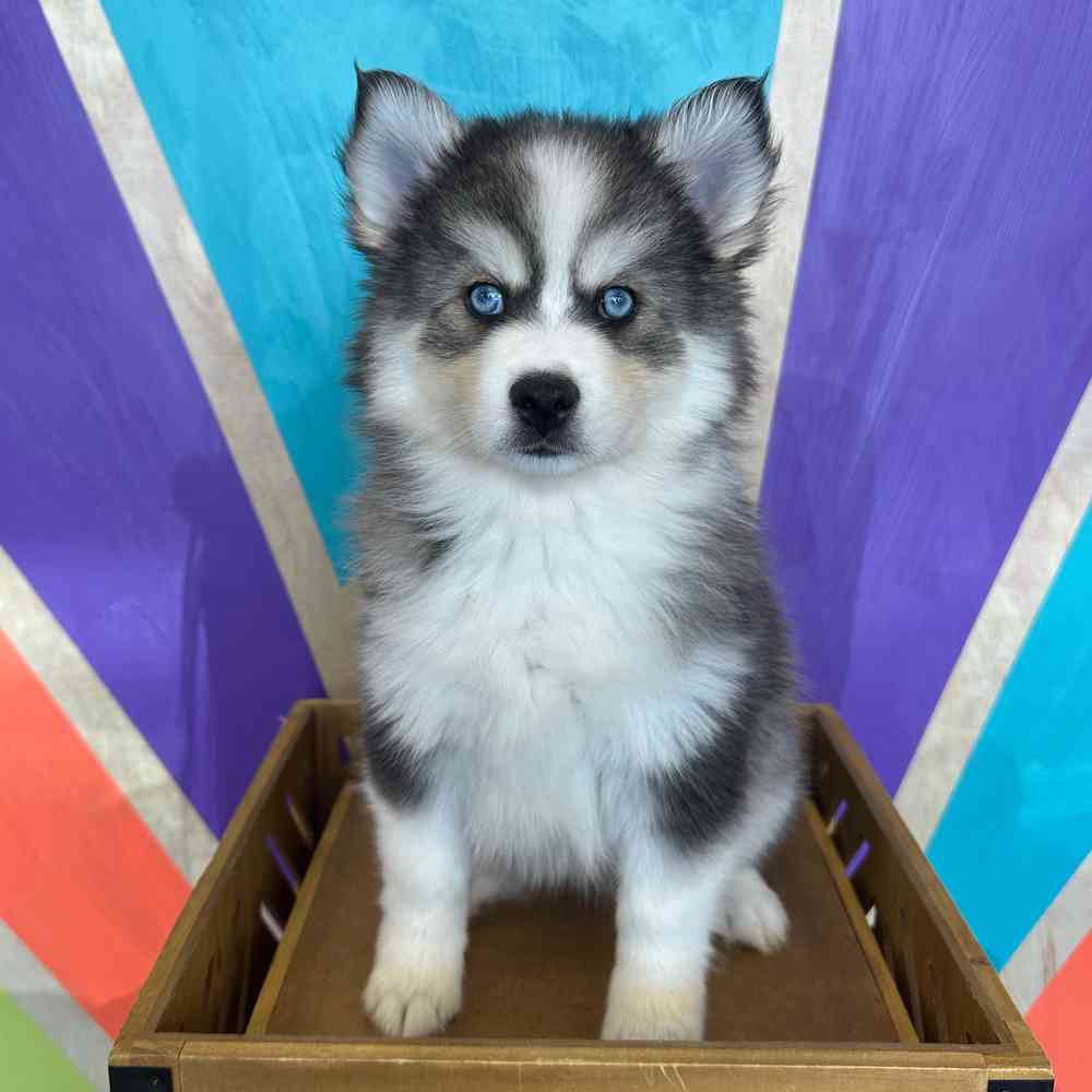 carousel pet images