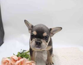 French Bulldog
