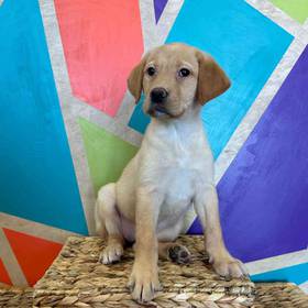 Labrador Retriever
