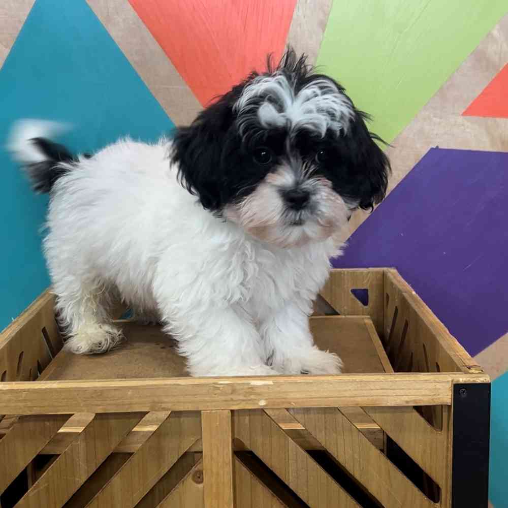 carousel pet images