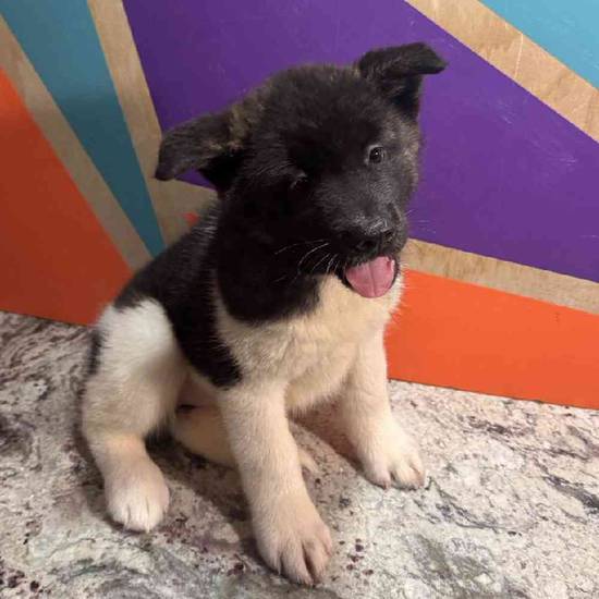 Indi