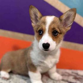 Pembroke Welsh Corgi