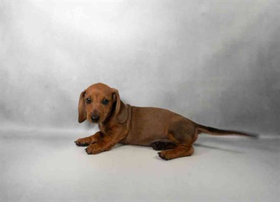 Dachshund