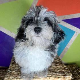 BichonPoo