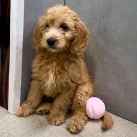 Mini Goldendoodle