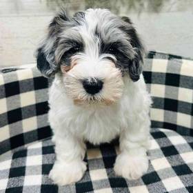 Schnoodle