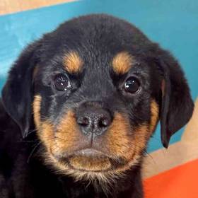 Rottweiler