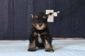 Mini Schnauzer