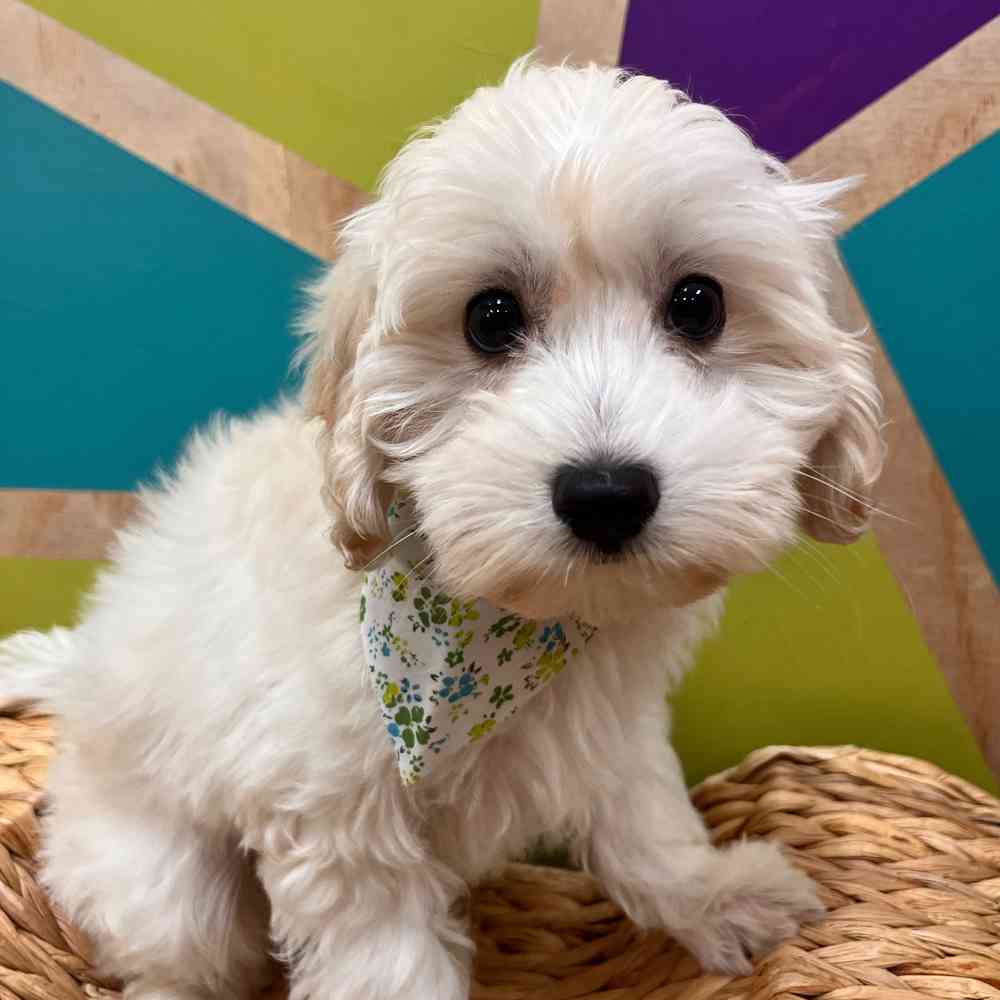 carousel pet images