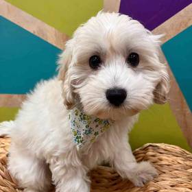 Maltipoo