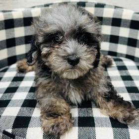 Mini Poodle