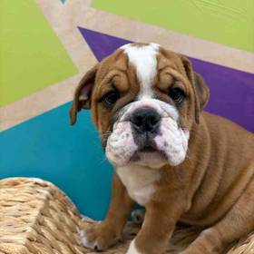 English Bulldog