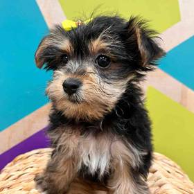 Yorkie