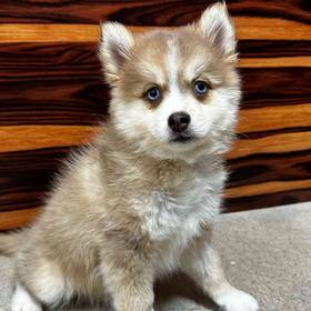 Pomsky