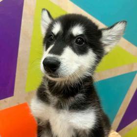 Alaskan Malamute