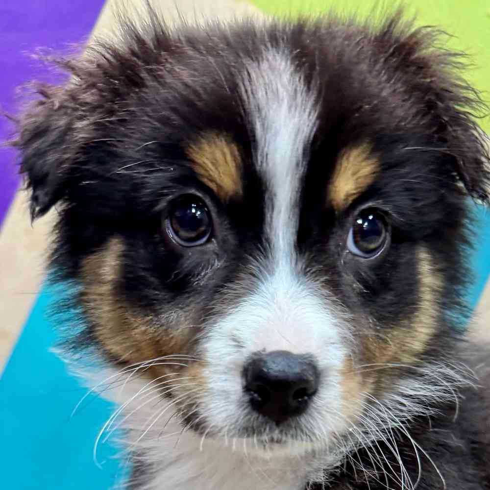 Australian Shepherd Dog Breed \u0026 Adoption Information | Petfinder, image size:1000x1000