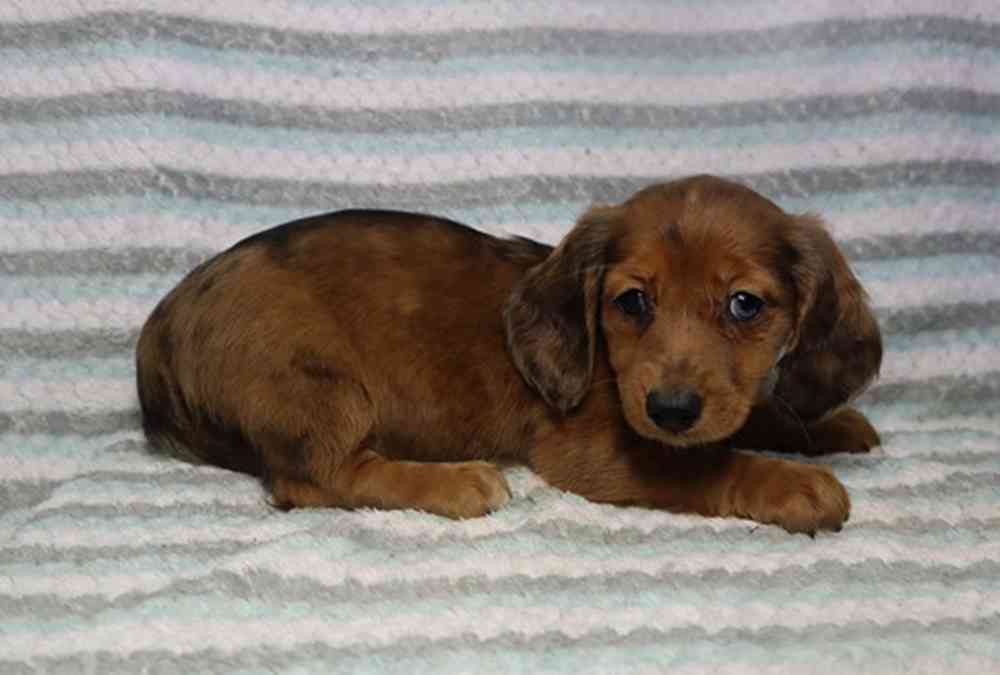 Image of a pet breed in the gallery