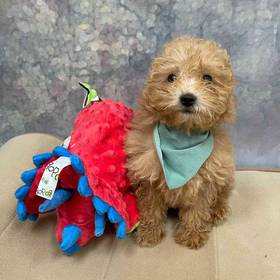 Maltipoo