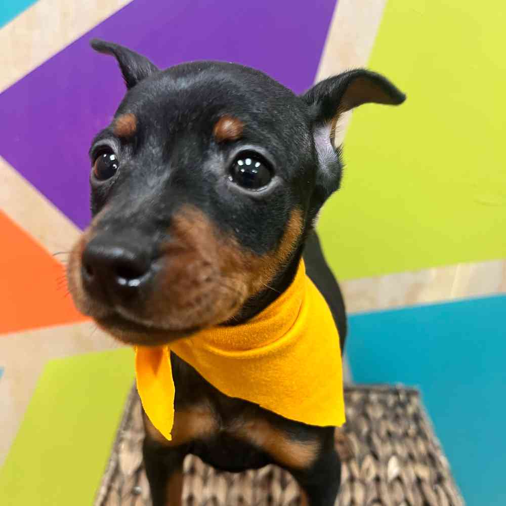 carousel pet images