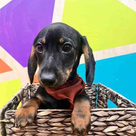 Mini Dachshund