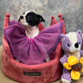 Boston Terrier