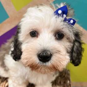 Havanese