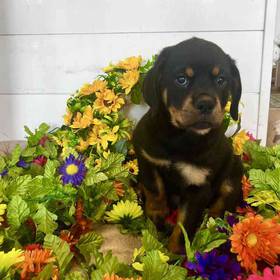 Rottweiler