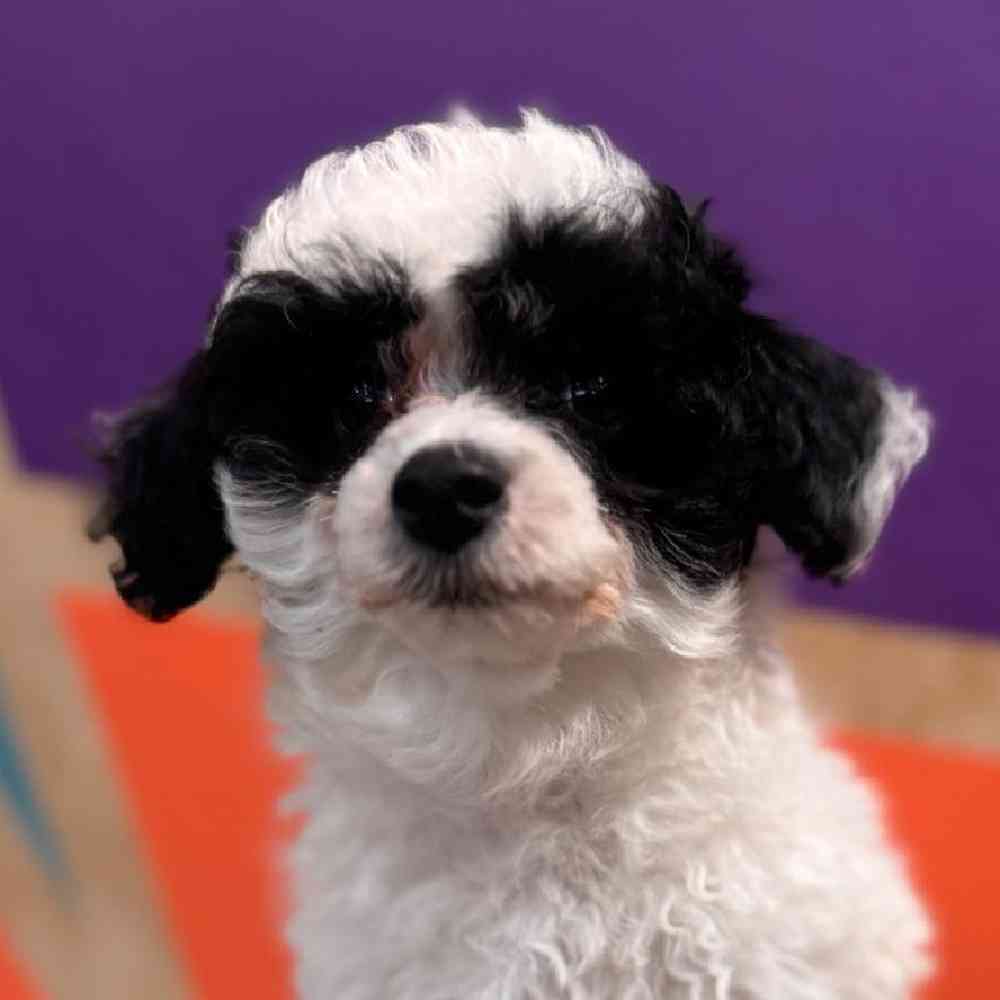 carousel pet images