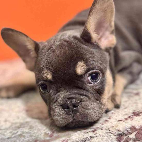 Gizmo