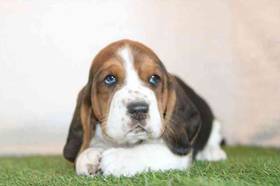 Basset Hound