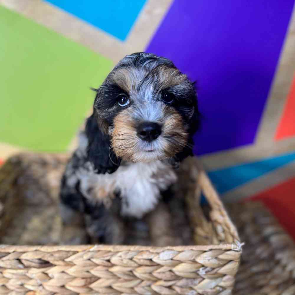 Image of a pet breed in the gallery