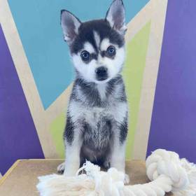 Alaskan Klee Kai