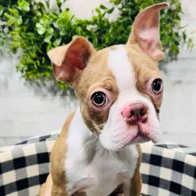 Boston Terrier