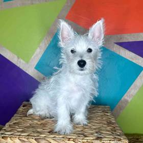 West Highland White Terrier